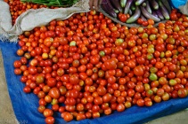 Production locale, les tomates proviennent des jardins flottants.